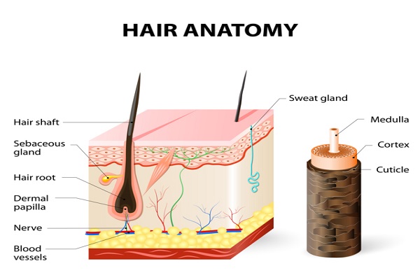 Anatomia e chimica del capello