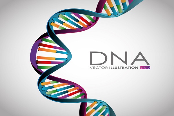 Il DNA cos’è?